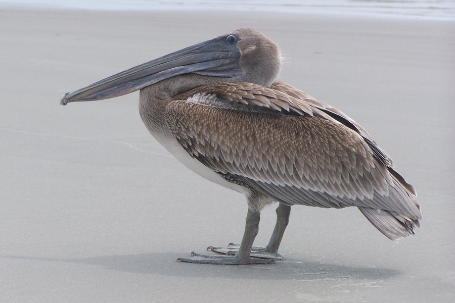 Pelecanus