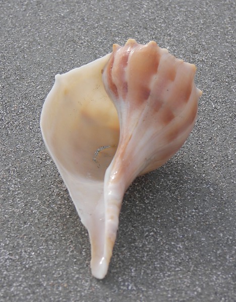 Eumetazoa