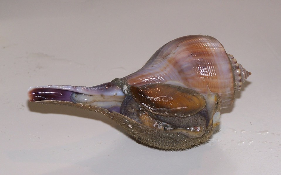 Gastropoda