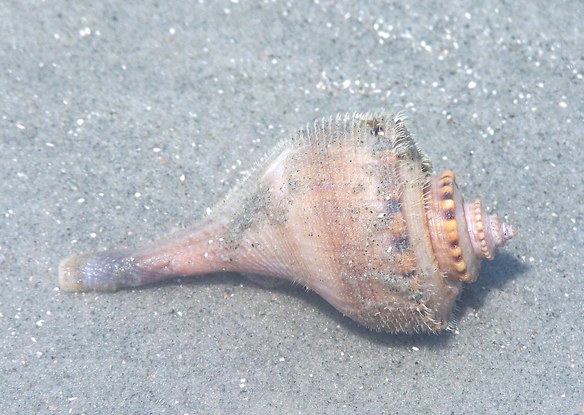 Mollusca