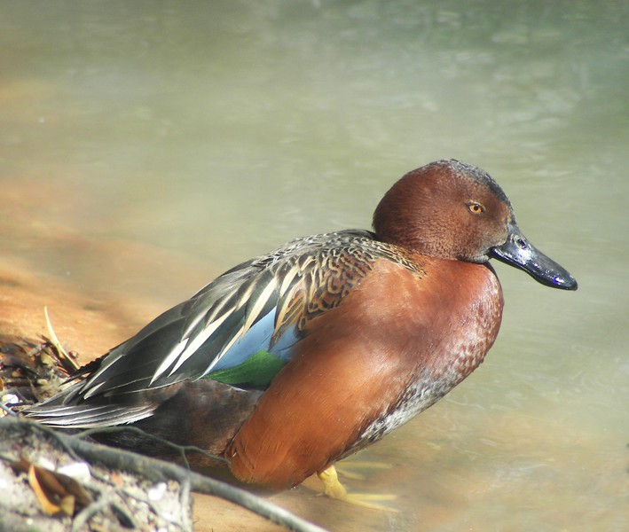 Cinnamon_Teal_100b3981