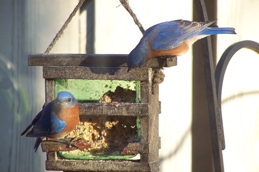 Eastern_Bluebirds_101b8100