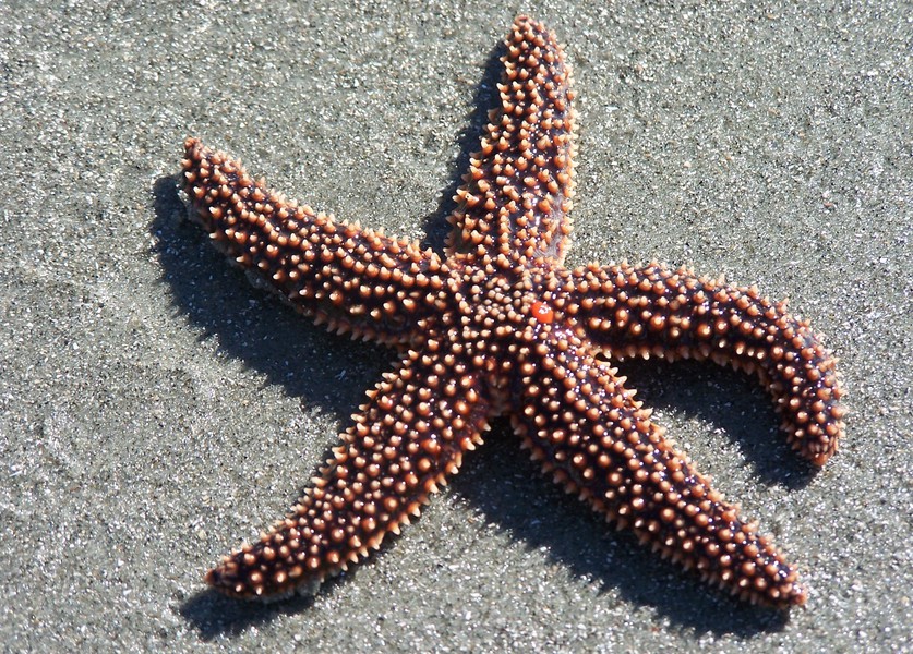 Echinodermata