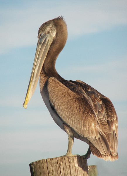 Pelecanus occidentalis