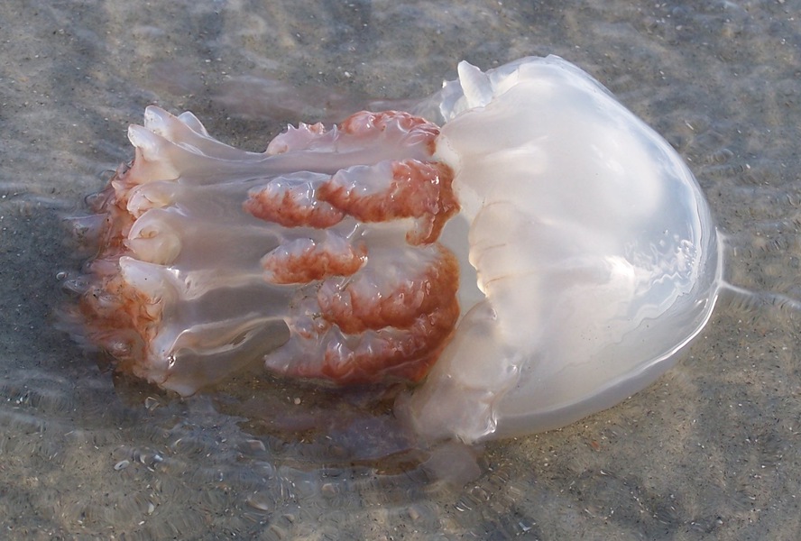 cabbage_jellyfish_101_2860