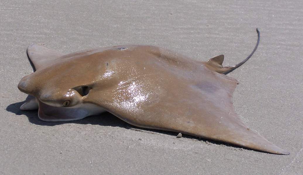 Chondrichthyes