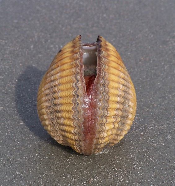 Mollusca