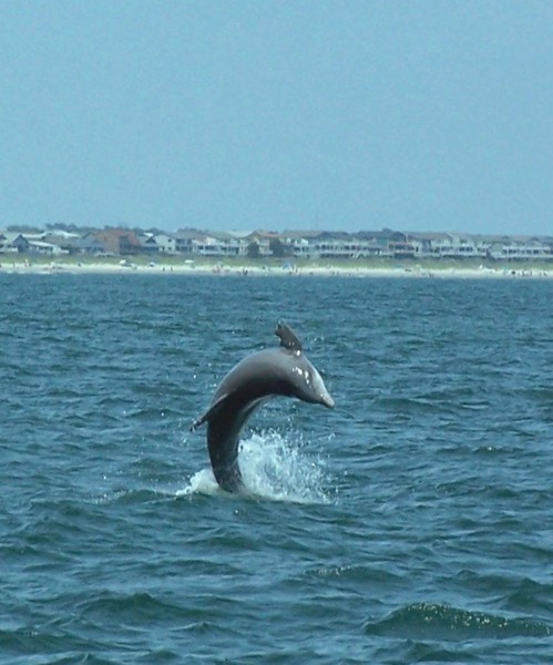 dolphin_100b4970