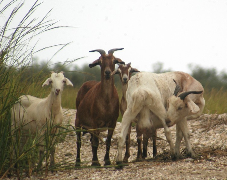 goats_dsc_0097