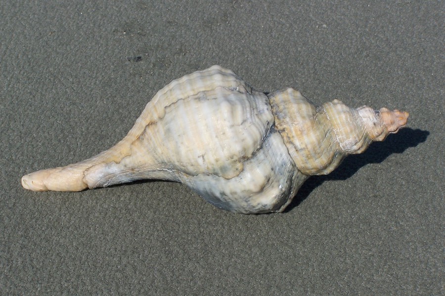 Eumetazoa