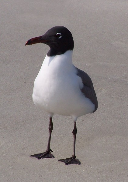 Laridae