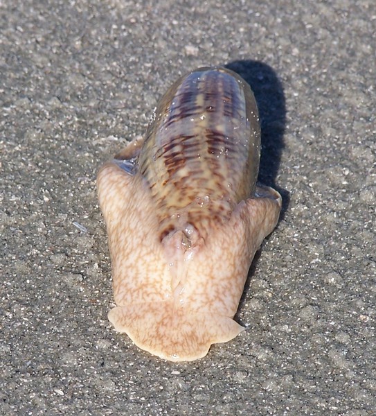 Eumetazoa