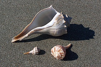 Neogastropoda