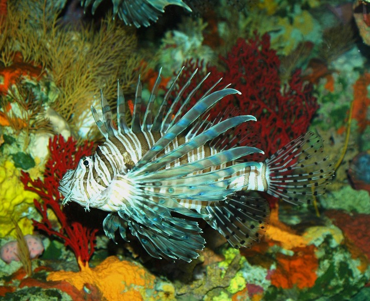 lionfish_dsc_0024