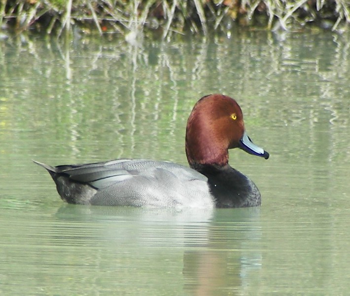 Anseriformes