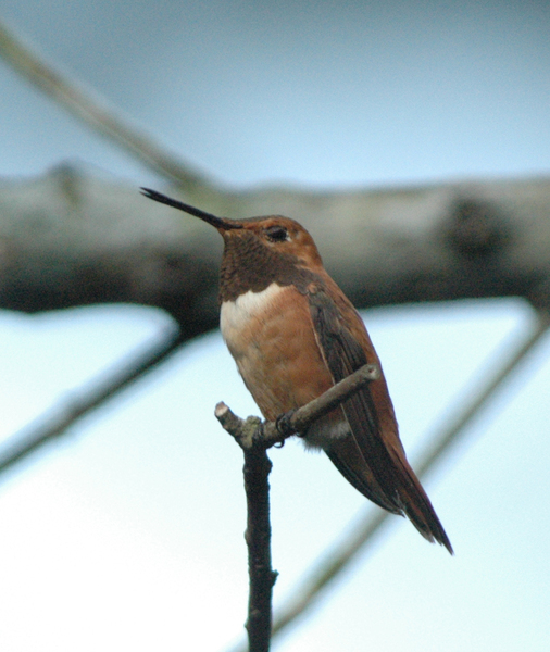 Trochilidae