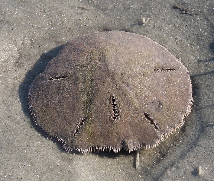 sand_dollar_live_101_9863