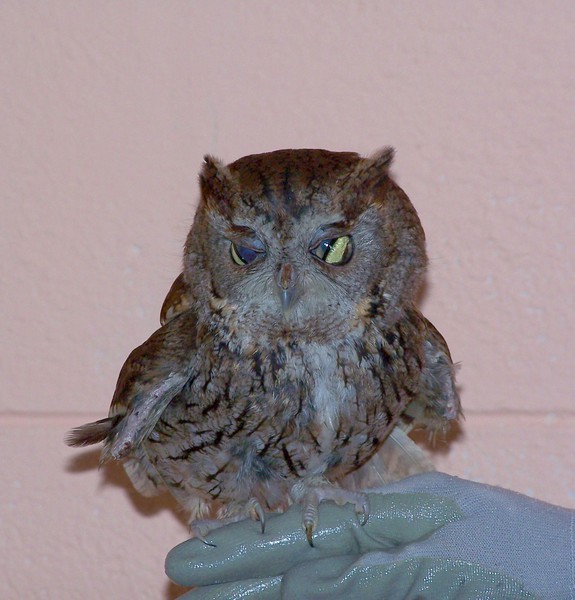 screech_owl_100_8302