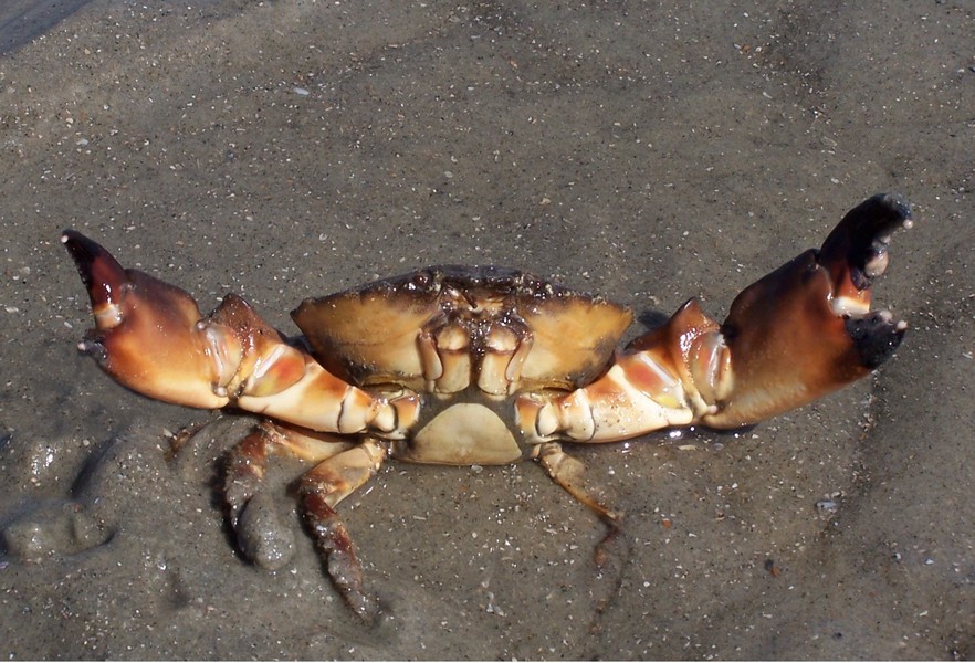 stone_crab_100_9110