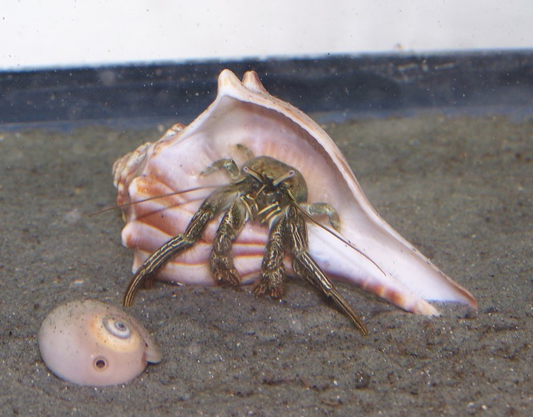 stripedhermitcrab_100_4120