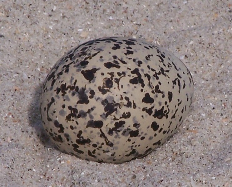 wilsons_plover_egg_100_8123