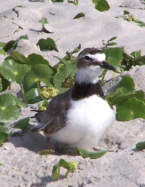 Charadriiformes