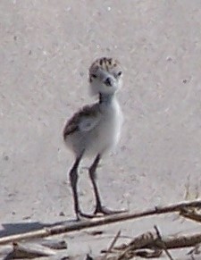 Charadriidae