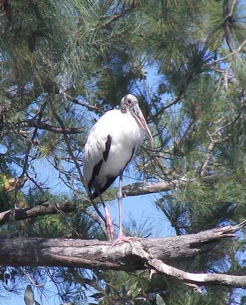 wood_stork_100b7241