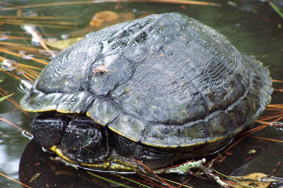 Trachemys scripta