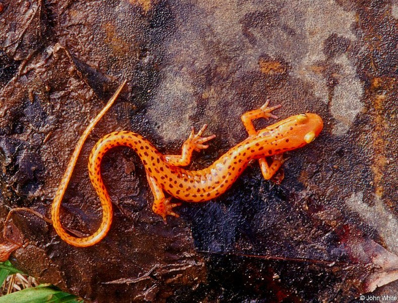 Plethodontidae