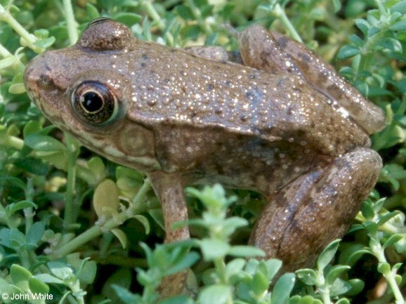 Lithobates clamitans