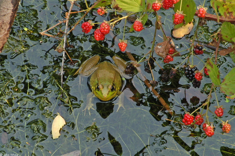 lithobates_clamitans_melanota3