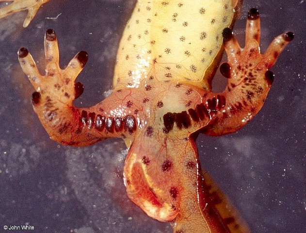 Photo of Notophthalmus viridescens