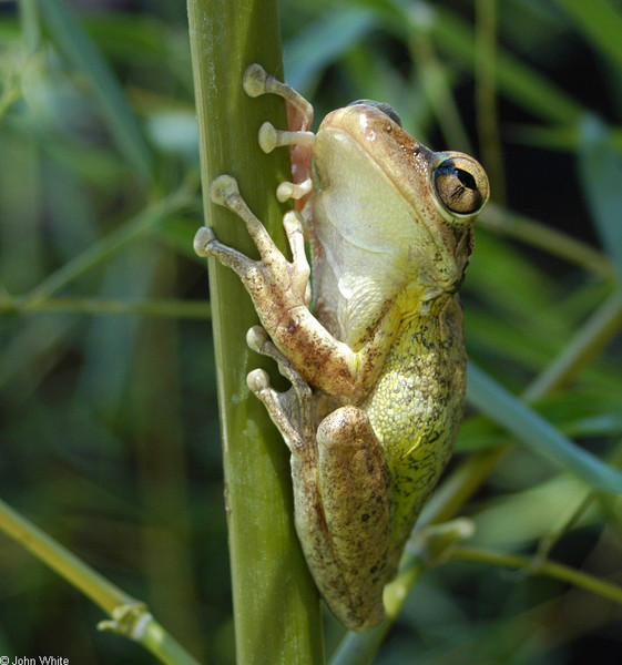 osteopilus_septentrionalis