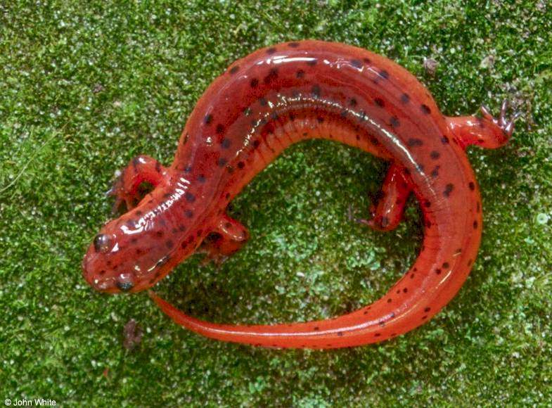 Plethodontidae