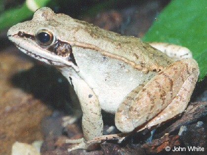 Lithobates sylvaticus