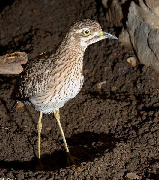 Burhinus capensis