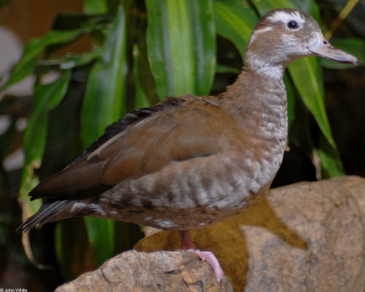 Anatidae