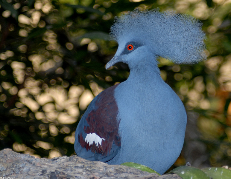 Columbidae