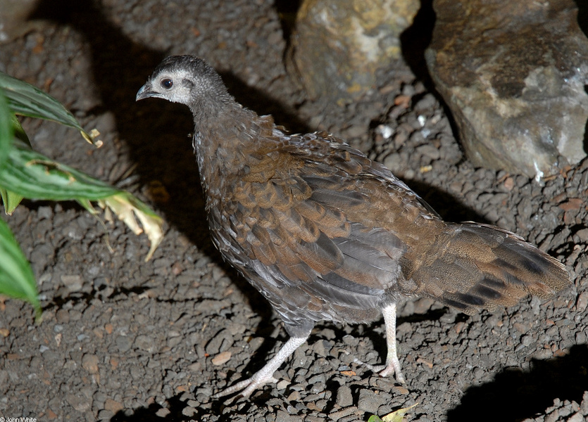 Phasianidae