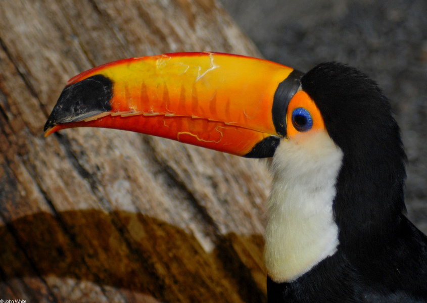 Ramphastos_toco_bill002