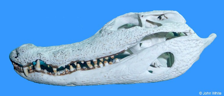 Crocodylia