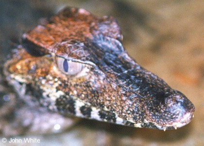 Crocodylidae