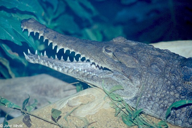 Crocodylidae