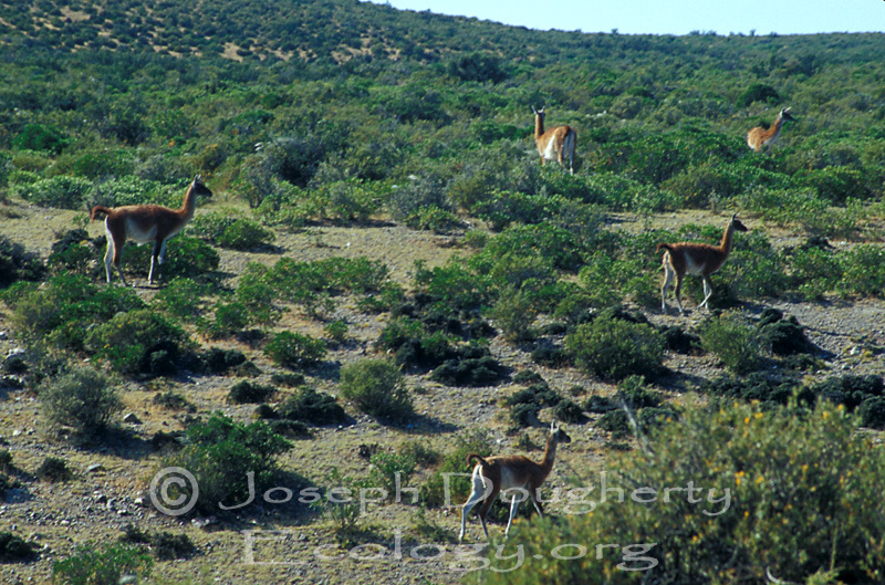 Artiodactyla