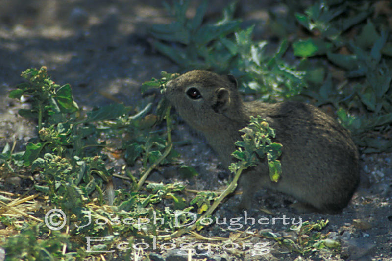 Deuterostomia