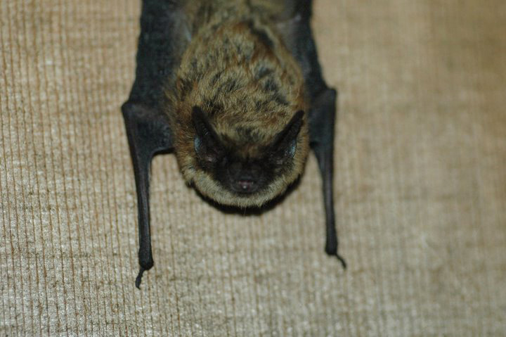 Myotis