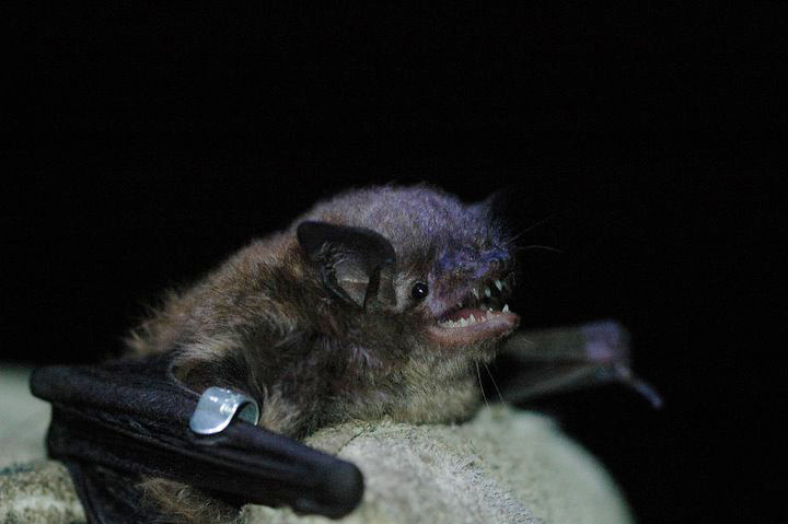 Myotis