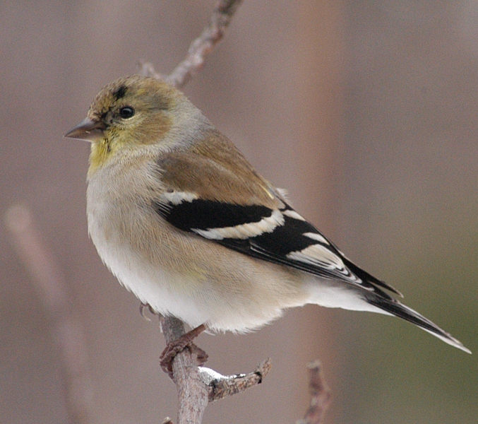 Carduelis tristis