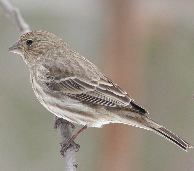 Fringillidae